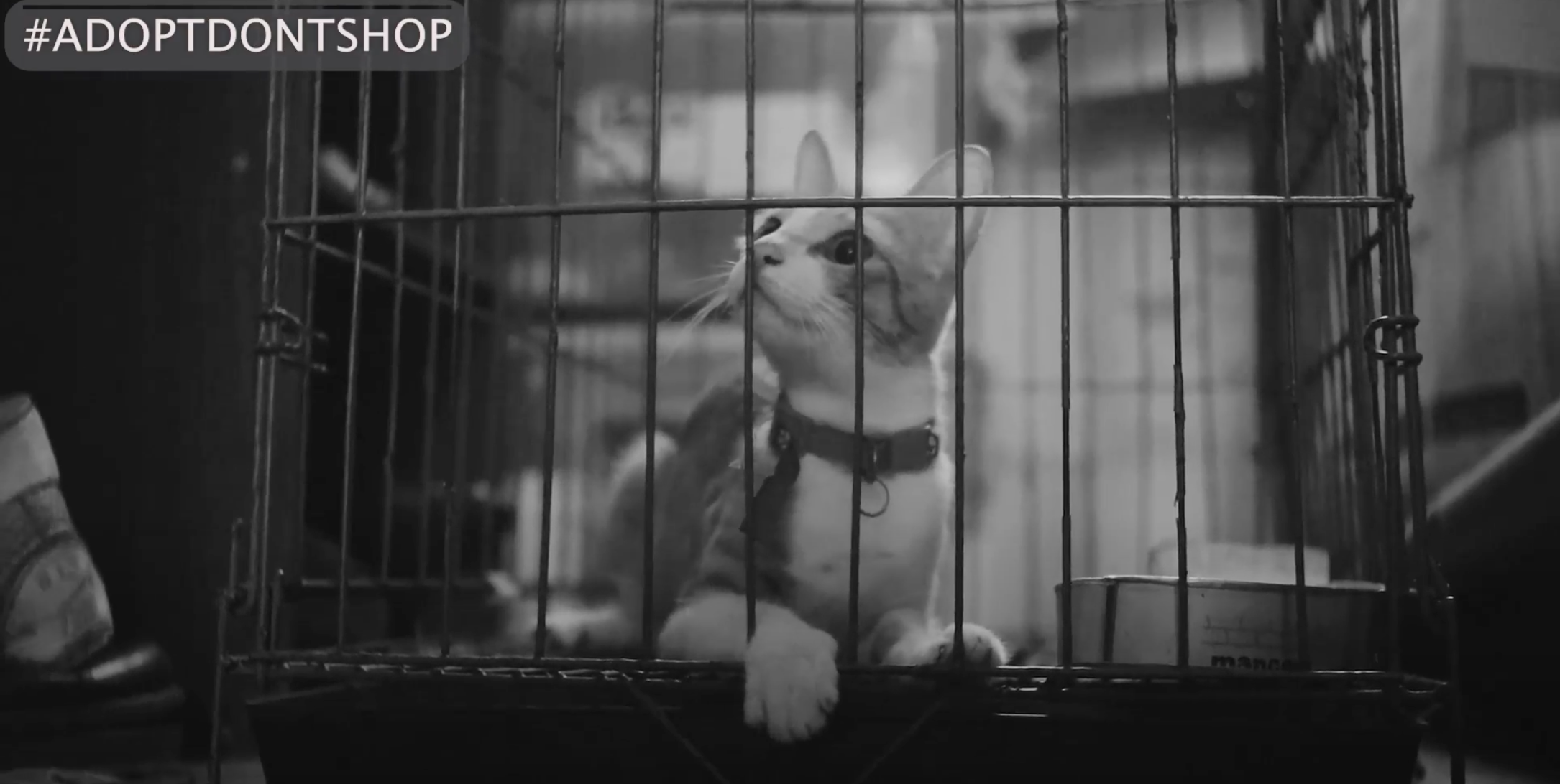 video for #adoptdontshop